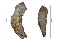 Cerathophyllum ceratites rugosa